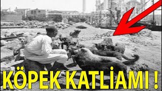 Tarihimizin Kara LEKESİ KÖPEK KATLİAMI HAYIRSIZ ADA [upl. by Aynatahs]