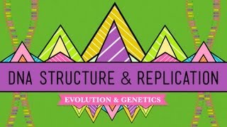 DNA Structure and Replication Crash Course Biology 10 [upl. by Lucia]