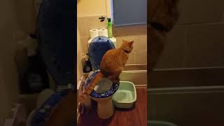 Wiesiek sra cat doing poo in toilet [upl. by Norby911]