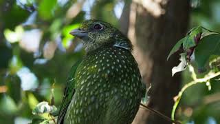 Meow The call of the Green Catbird [upl. by Shina415]