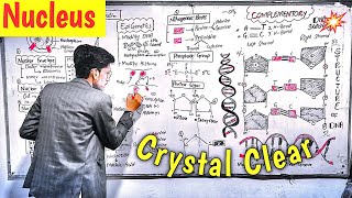 Nucleus l PPSC Terms l Crystal Clear l Chromosomes vs Chromatin [upl. by Ynohtnanhoj636]