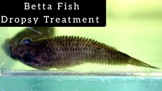 Dropsy  How to treat Dropsy disease in Betta Fish  தமிழ் [upl. by Hertzfeld]