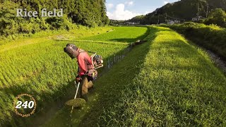 【 Rice Field 】 Grass cutting shindaiwa JPNRK3026PT254cc Chapter240 [upl. by Aratas]