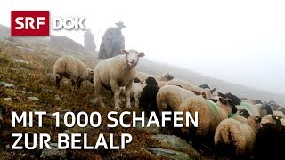 Die Schaftreiber vom Wallis  Kopf und Kragen für 1000 Schafe  Doku  SRF Dok [upl. by Hennahane]