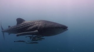 Vilamendhoo Maldives Diving Impressions 2013 HD 1080p [upl. by Binetta]