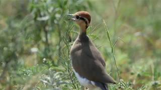 Temmincks Courser [upl. by Straub237]