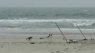 American Oystercatcher catch with whoosh net [upl. by Nylzaj136]