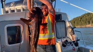 Buzz Bomb Life  LING COD fishing in Beautiful British Columbia [upl. by Atsilac532]