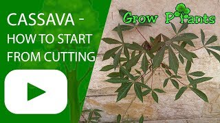 Cassava  How to start growing from cutting [upl. by Aliuqet]