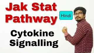 Hindi Jak Stat Pathway  Cytokine Signalling Pathway [upl. by Jamilla950]