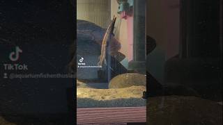 Alligator Gar live feeding shorts fyp foryou fishtok [upl. by Jerz]