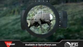 Trijicon Accupoint Rifle Scopes  Scopes from Manufacturer of ACOG [upl. by Reve]