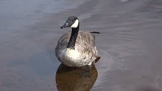 Branta canadensis loca canadese [upl. by Chapa893]