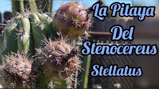 La Pitaya Del Stenocereus Stellatus español [upl. by Asuncion]