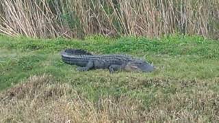 Alligator Number 16 is Huge amp Great Egret Nearby in Grass at Lake Apopka Wildlife Drive Florida [upl. by Atinek]