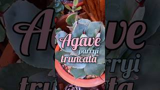 Agave parryi truncata [upl. by Lucia]