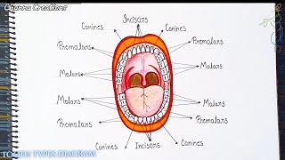 How to draw types of human teeth kinds of teeth type of teeth drawing दांत के प्रकार [upl. by Etennaej]