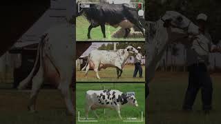 🔴 GIROLANDO Gyr X Holstein ✅ Vacas Lecheras [upl. by Leiand401]