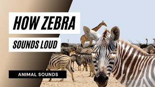 How Zebra Sounds Loud  what sound does a zebra make  animal sounds zebra sounds [upl. by Teews]