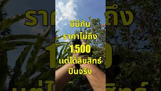 บีบีกัน 1500 เเต่ได้ลิขสิทธิ์ปืนจริง [upl. by Karia871]