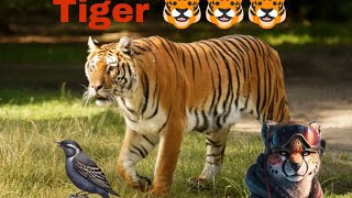 🐯🐯🐯 yaha kaha se aagya tiger 😀😀😀 [upl. by Thrasher692]