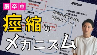 【2015年論文】脳梗塞後の痙縮のメカニズム [upl. by Atnoek55]