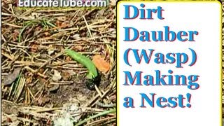 Black Mud Dirt Dauber Wasp making nest inside the soil [upl. by Mollee]