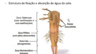 Anatomia Vegetal Prof Eymael  Biologia [upl. by Ademordna44]