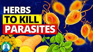 🌱Top 10 Best Herbs for Parasites Natural Detox and Cleanse [upl. by Christiansen]