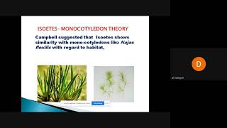 origin of angiosperms for PG [upl. by Ekaterina]