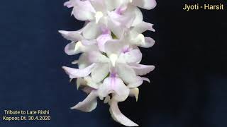 Aerides Fieldingii amp Aerides Rosea Orchid Species [upl. by Genisia]