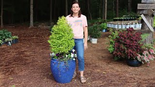 Sunshine Ligustrum Topiary Fall Container  Gardening with Creekside [upl. by Kristen]