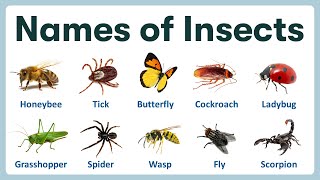 Name of Insects in English  Learning Name of Insects with Pronunciations and Pictures [upl. by Ailegnave328]