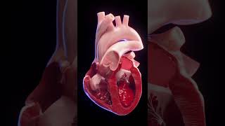 3d animated blood flow of the heart anatomy meded 3dmodel [upl. by Alleyn133]