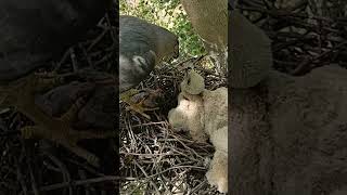 Falcon bird is feeding meat to babies P 3 short trendingvideo viralvideo [upl. by Adnolor]