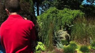 Discovering Conifers at StoneGate Gardens [upl. by Jacquet120]