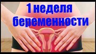 Календарь беременности 1 неделя беременности [upl. by Jonas23]