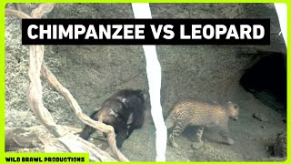 Leopard attacks Chimpanzees in Senegal  Other footages of Chimp vs Leopard Wild dogs Hyena etc [upl. by Koerner343]