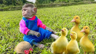 Baby monkey Bon Bin fishing herding duckling with Amee Little cat Animal Islands [upl. by Anairo366]