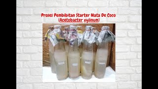 Pembibitan Starter Nata De Coco Acetobacter xylinum [upl. by Finlay35]