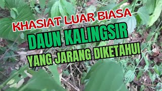 Keajaiban Daun Kalingsir Manfaat Khasiat dan Pandangan Islam dalam Pengobatan Herbal [upl. by Nonnahsal499]