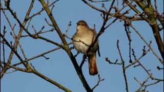 Nightingale Luscinia megarhynchos [upl. by Attiuqaj237]