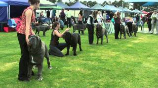 Association of All Mastiff Breeds of Victoria  9th Championship Show  Highlights [upl. by Waxler]