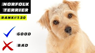 Norfolk terrier Pros And Cons [upl. by Bettencourt]