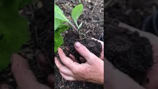 Planting Elecampane for lung medicine at Cheney Row [upl. by Ginnifer555]