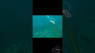 Spearfishing Amberjack in Colombia Stone shot [upl. by Gifford]