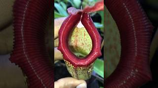 What’s inside a Nepenthes🐜😵‍💫 nepenthes carnivorousplants pitcherplant [upl. by Stefanac]