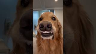 My dog learned how to use my phone [upl. by Trometer]