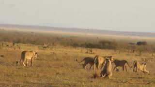 A huge pride of Lions in Amboseli National Park [upl. by Nakashima]