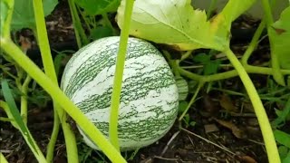 The Squash Big Momma Use To Make  Im Growing It On The Homestead [upl. by Sherlocke819]